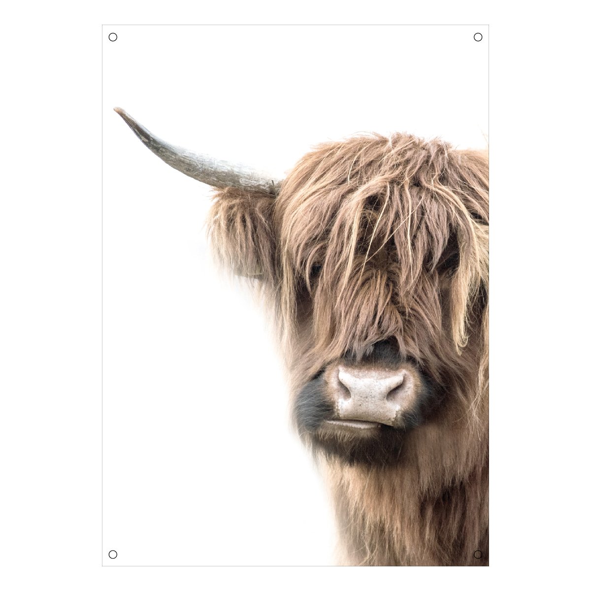 poster pvc schotse hooglander www.dehebberij.nl
