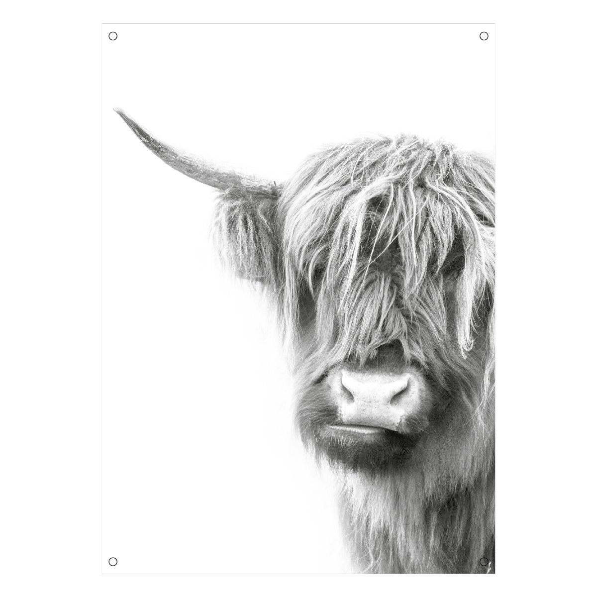 poster pvc zwart wit schotse hooglander